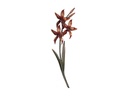 Bronzová orchidea na náhrobok, 42×15 cm